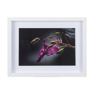 Honey Bee by Chad Mackay a Framed Photo Art Print Matted under Glass