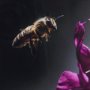 14369 - Honey Bee by Chad Mackay a Framed Photo Art Print Matted under Glass