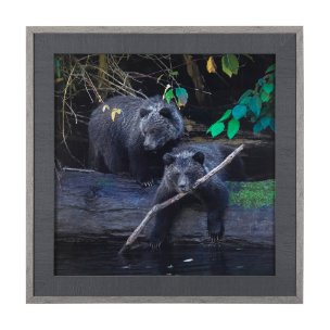 Playing Bears  by Chad Mackay a Hand Embellished Textured Framed Photo Art Print Matted under Glass