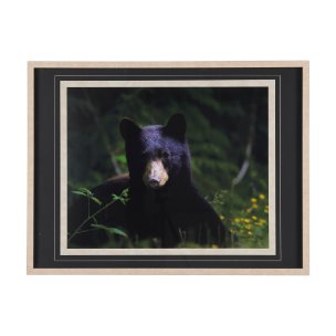 Bear by Chad Mackay a Framed Photo Art Print Matted under Glass