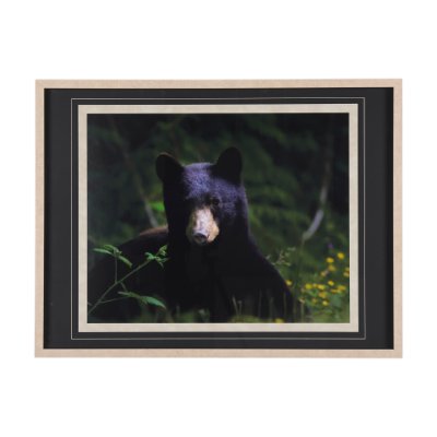 14371 - Bear by Chad Mackay a Framed Photo Art Print Matted under Glass