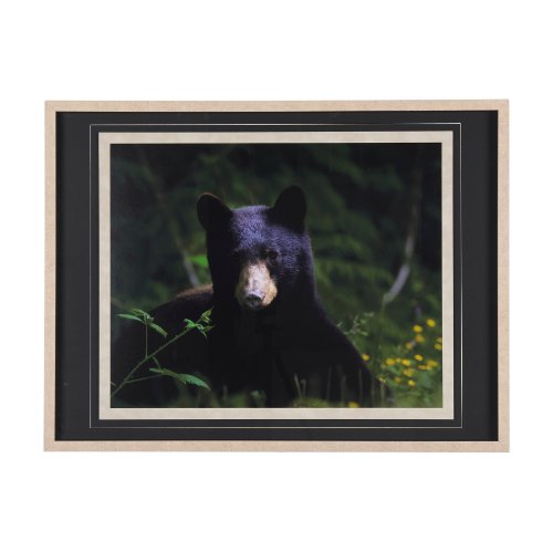 14371 - Bear by Chad Mackay a Framed Photo Art Print Matted under Glass