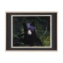 14371 - Bear by Chad Mackay a Framed Photo Art Print Matted under Glass