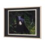 14371 - Bear by Chad Mackay a Framed Photo Art Print Matted under Glass