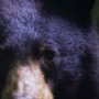 14371 - Bear by Chad Mackay a Framed Photo Art Print Matted under Glass