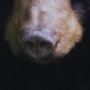 14371 - Bear by Chad Mackay a Framed Photo Art Print Matted under Glass