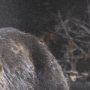 14372 - Mom and Cub by Chad Mackay a Hand Embellished Textured Framed Photo Art Print Matted under Glass