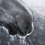102280-S - Animal Portrait I by Mercana Studio a Hand Embellished Textured Canvas