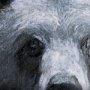 102282-S - Animal Portrait III by Mercana Studio a Hand Embellished Textured Canvas