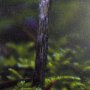 14373 - Mushroom by Chad Mackay a Hand Embellished Textured Framed Photo Art Print