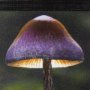 14373 - Mushroom by Chad Mackay a Hand Embellished Textured Framed Photo Art Print