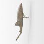 57325 - Willa Large Wall Mountable Whale Shark Sculpture