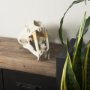 57425 - Fozzil 9L x 9W Resin Sabretooth Skull Replica