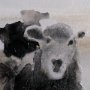 101768-L - Winter Sheeps II by Stellar Design Studio a Hand Embellished Textured Canvas