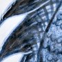 101689-S - Koi Fish Blue I by Mercana Studio a Hand Embellished Textured Canvas