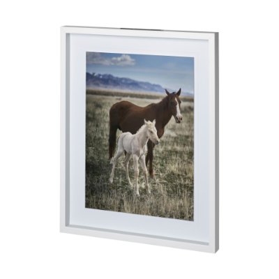 12570 - Horse 6 by Dunker a Framed Photo Art Print Matted under Glass