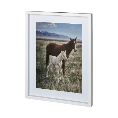 12570 - Horse 6 by Dunker a Framed Photo Art Print Matted under Glass