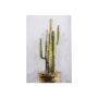 102322-S - cactus II by Mercana Studio a Hand Embellished Textured Canvas