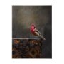 102344-L - Graceful Poise I (House Finch)(42 x 56)