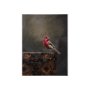102344-S - Graceful Poise I (House Finch)(30 x 40)