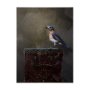 102345-L - Graceful Poise II  (Eastern Bluebird)(42 x 56)