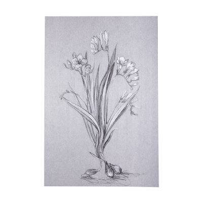 102373-L - Botanical sketches III (Grey) by Mercana Studio a Hand Embellished Textured Canvas