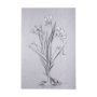 102373-L - Botanical sketches III (Grey) by Mercana Studio a Hand Embellished Textured Canvas