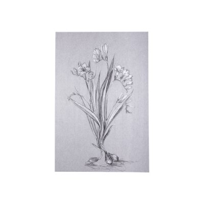 102373-S - Botanical sketches III (Grey) by Mercana Studio a Hand Embellished Textured Canvas