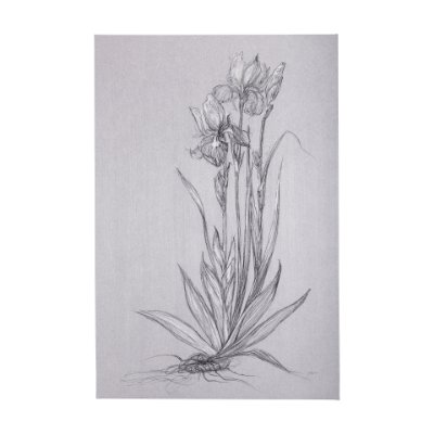 102374-L - Botanical sketches IV (Grey) by Mercana Studio a Hand Embellished Textured Canvas