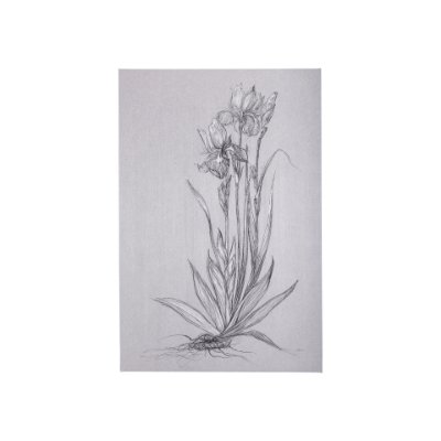 102374-S - Botanical sketches IV (Grey) by Mercana Studio a Hand Embellished Textured Canvas