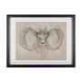 14480 - Sketch of animal I (Wild sheep) Mercana Studio Hand Embellished Framed Art Print Matted under Glass