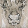 14481 - Sketch of animal II (Caribou) by Mercana Studio Hand Embellished Framed Art Print Matted under Glass