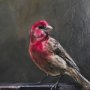 14482 - Graceful Poise I (House Finch) by Mercana Studio a Hand Embellished Framed Art Print Matted under Gl