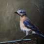 14483 - Graceful Poise II (Eastern Bluebird)