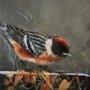 14484 - Graceful Poise III (Bay-Breasted Warbler)