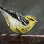 14485 - Graceful Poise IV (Blackburnian Warbler)