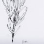 14489 - Herb Sketch I ,II by Mercana Studio a Hand Embellished Textured Framed Art Print