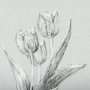 14534 - Botanical sketches I (Grey) by Mercana Studio Hand Embellished Framed Art Print Matted under Glass