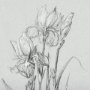 14537 - Botanical sketches IV (Grey) by Mercana Studio Hand Embellished Framed Art Print Matted under Glass