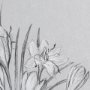 14538 - Botanical sketches V (Grey) by Mercana Studio Hand Embellished Framed Art Print Matted under Glass