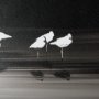 14540 - Social by Mercana Studio a Hand Embellished Textured Framed Photo Art Print Matted under Glass
