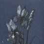 14572 - Botanical sketches IV (Blue) by Mercana Studio Hand Embellished Framed Art Print Matted under Glass