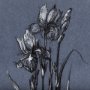 14578 - Botanical sketches IV (Blue) by Mercana Studio Hand Embellished Framed Art Print Matted under Glass