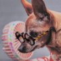 14640 - Clever Canines by Mercana Studio a Hand Embellished Textured Framed Photo Art Print Matted under Gla
