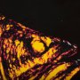 102342-L - Largemouth Bass Orange by Mercana Studio a Hand Embellished Textured Canvas