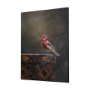 102344-S - Graceful Poise I (House Finch)(30 x 40)