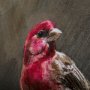 102344-S - Graceful Poise I (House Finch)(30 x 40)