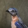102345-S - Graceful Poise II  (Eastern Bluebird)(30 x 40)