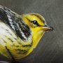 102347-L - Graceful Poise III  (Bay-Breasted Warbler)(42 x 56)