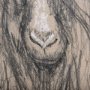 102354-L - Sketch of animal V (Goat) by Mercana Studio a Hand Embellished Textured Canvas
